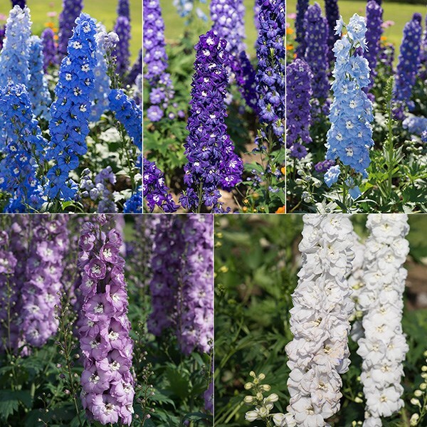 Buy delphinium collection Delphinium Aurora collection