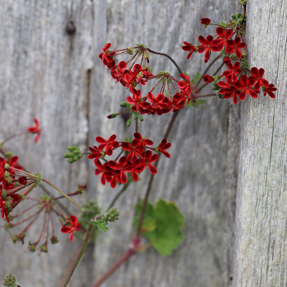 <i>Pelargonium</i> 'Ardens'