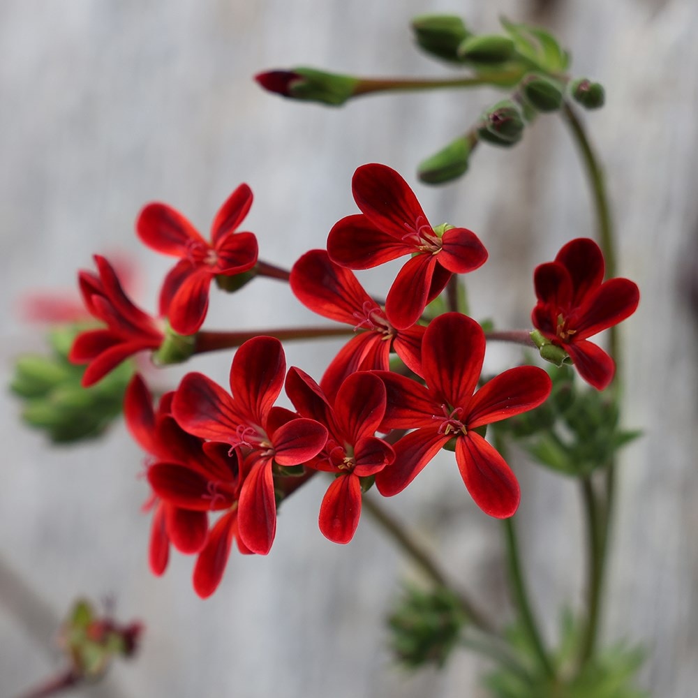 <i>Pelargonium</i> 'Ardens'