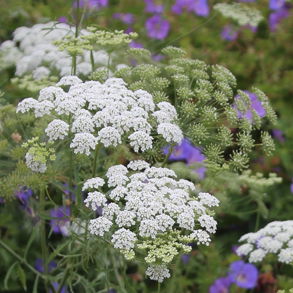 Buy false bishop's weed 'Graceland' Ammi majus Graceland