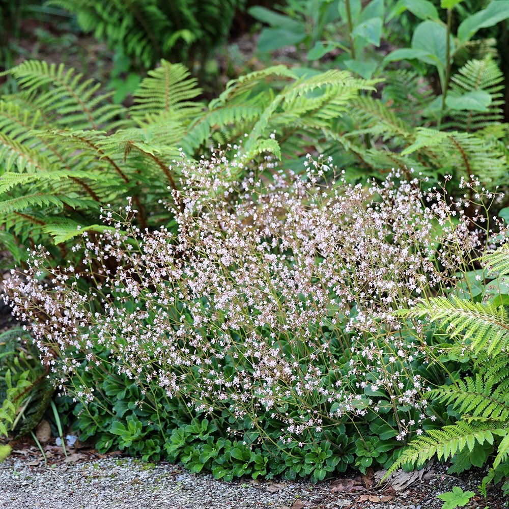 <i>Saxifraga</i> × <i>urbium</i>