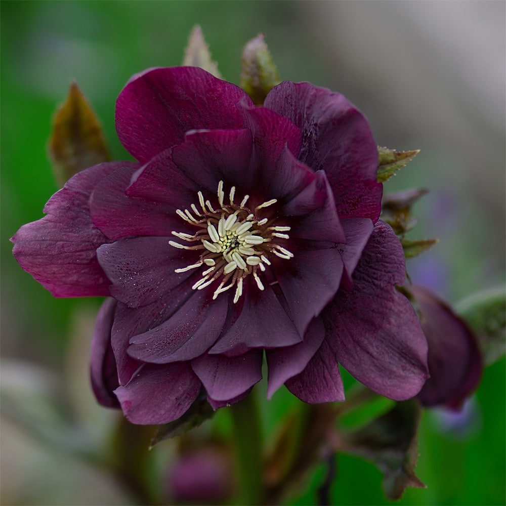 <i>Helleborus</i> × <i>hybridus</i> 'Double Ellen Purple'