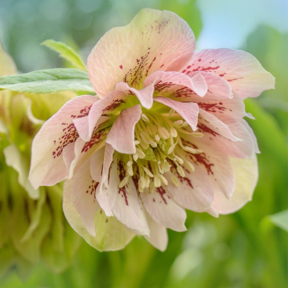 Product options image