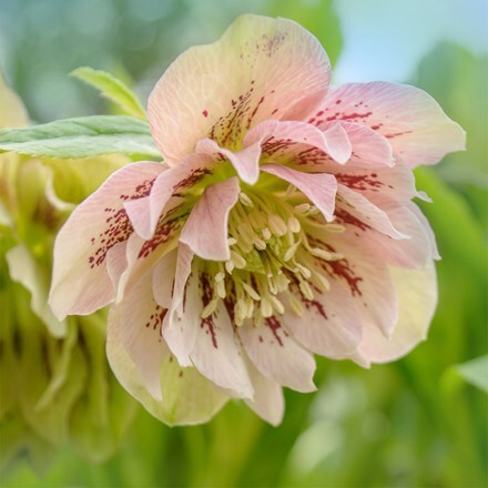 Helleborus × hybridus Double Ellen Pink Spotted