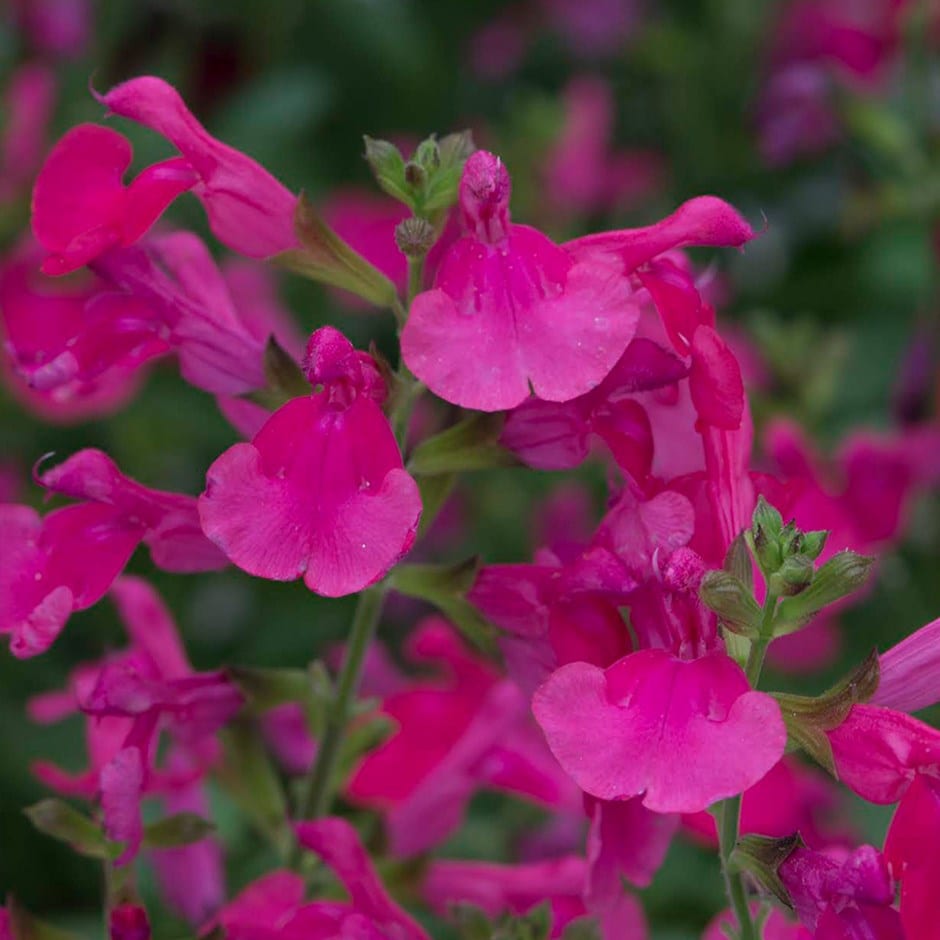 <I>Salvia greggii</i> <b class=small-caps>Mirage Hot Pink</b ('Balmirhopi') (Mirage Series)