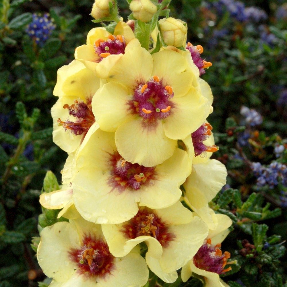 Product options image