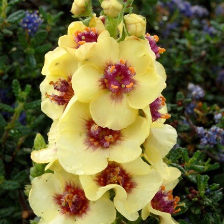 Verbascum Dark Eyes (PBR)
