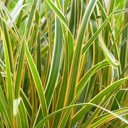 Picture of Carex morrowii Everglow (PBR) (EverColor Series)