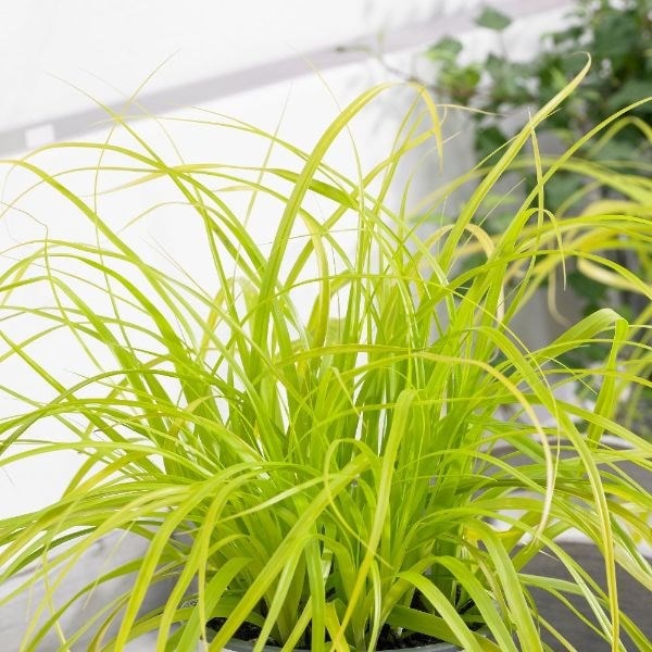Carex oshimensis Everillo (PBR) (EverColor Series)