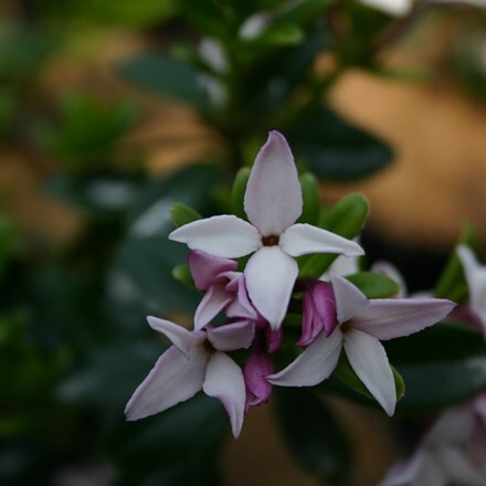Picture of Daphne tangutica