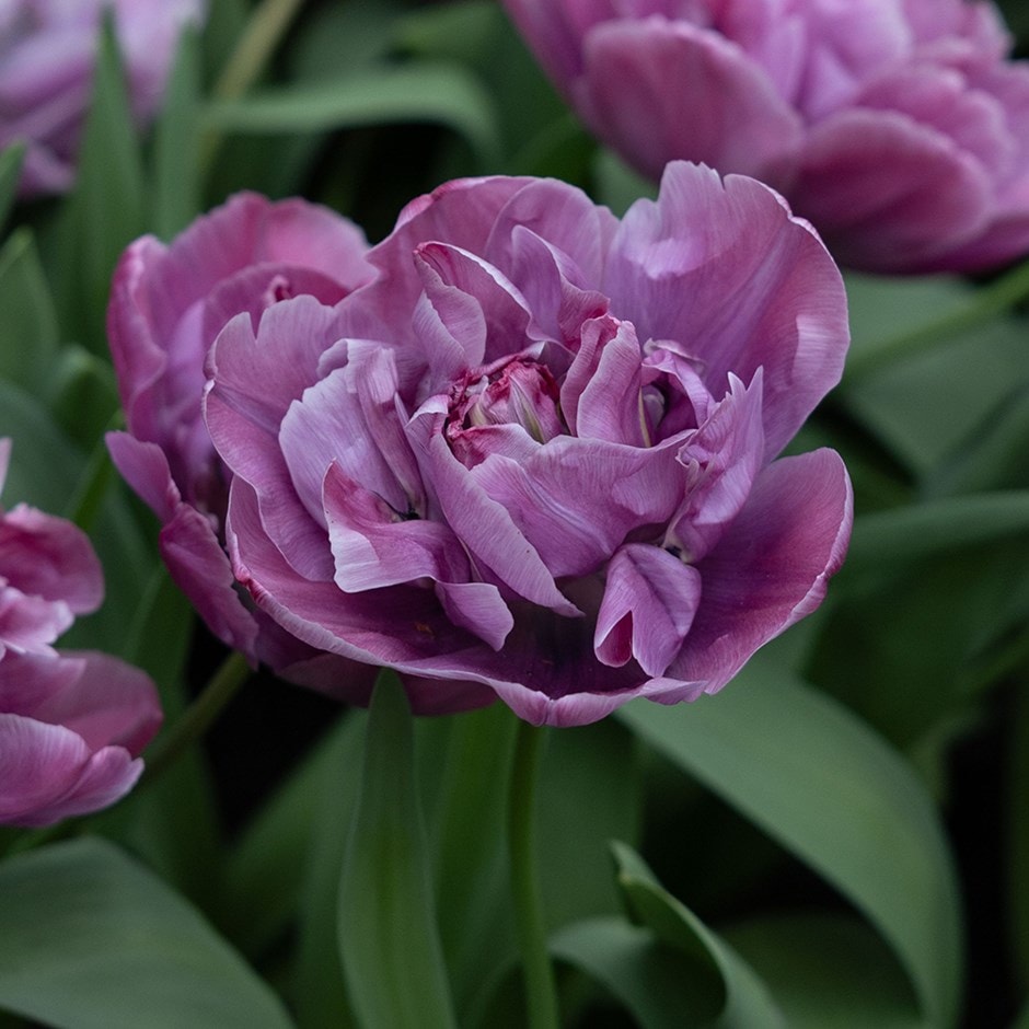 <i>Tulipa</i> 'Blue Diamond'