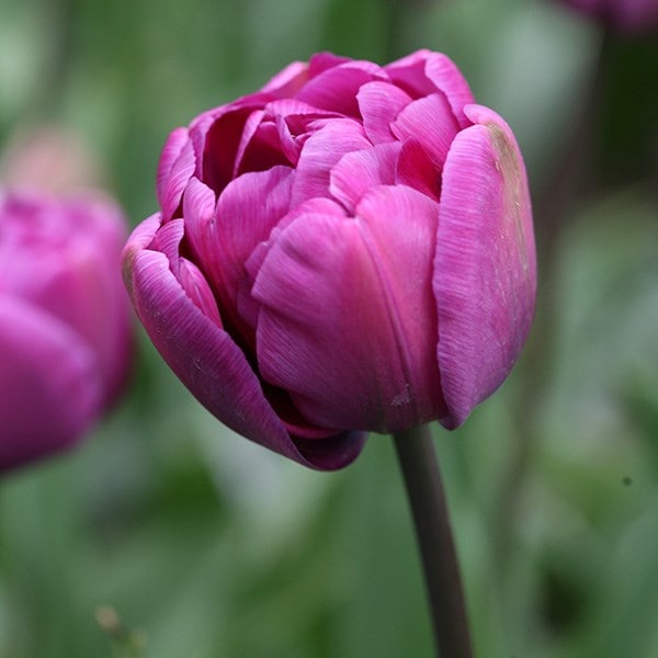 Tulipa Blue Diamond