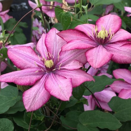 Clematis Paradiso ('Zo11154') (PBR)