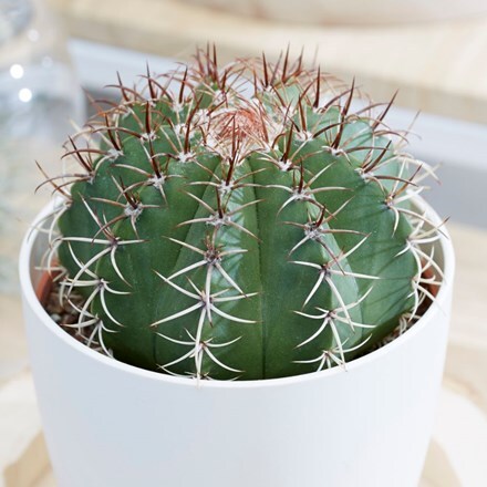dwarf turks cap cactus