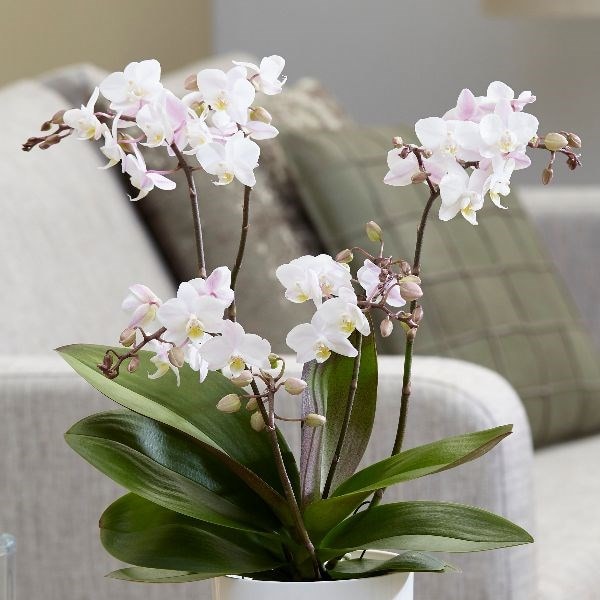 moth orchid ( Phalaenopsis Philisander )