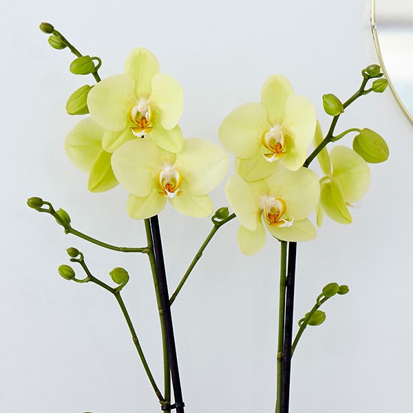 <i>Phalaenopsis grandiflorum</i> 'Alassio'