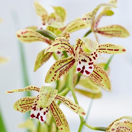 Picture of Cymbidium erythraeum