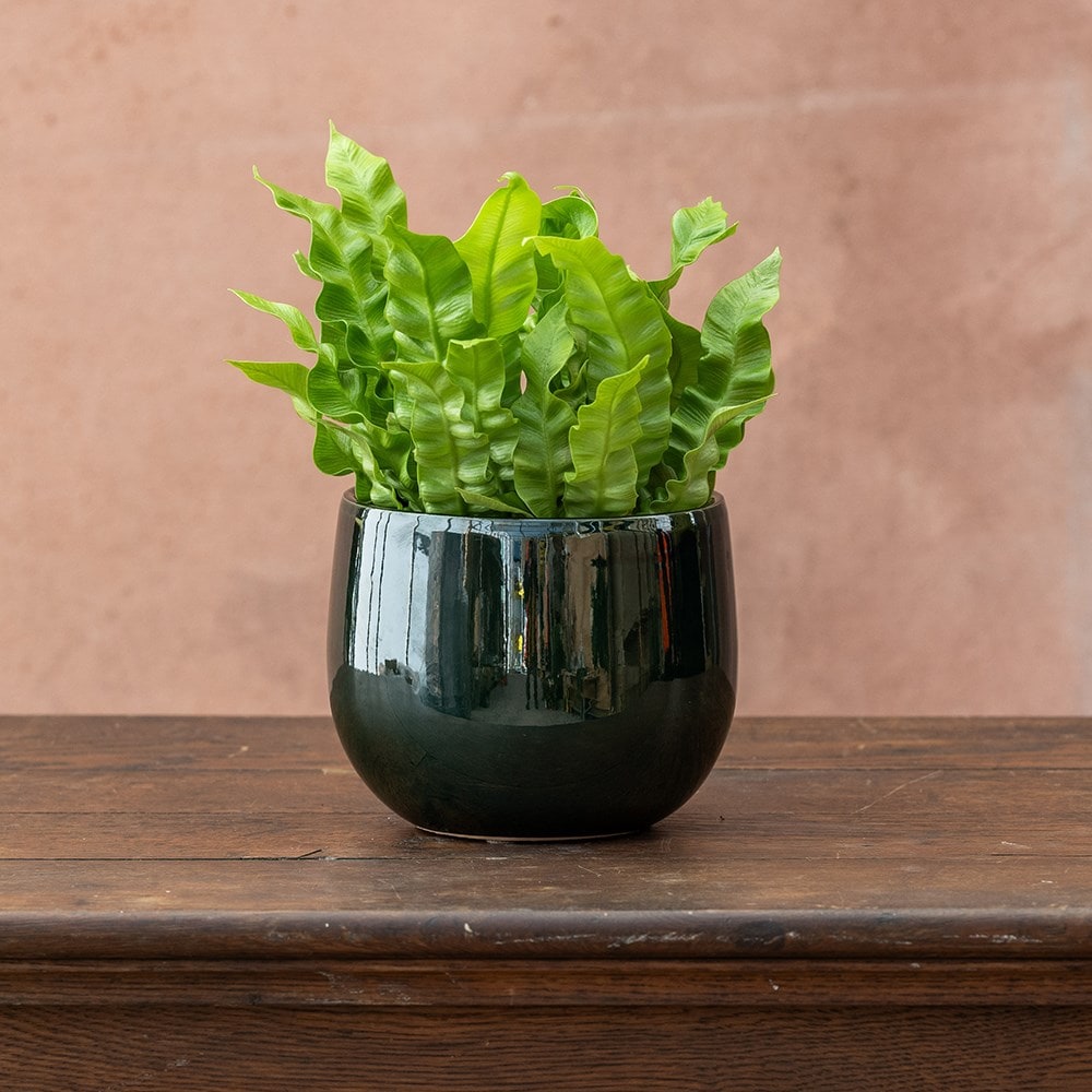 Product options image