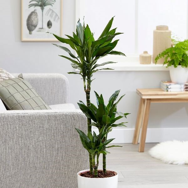 Buy dragon tree Dracaena fragrans Janet Lind: £39.99 Delivery by Crocus