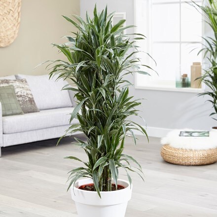 Picture of Dracaena fragrans (Compacta Group) 'White Jewel' (PBR)