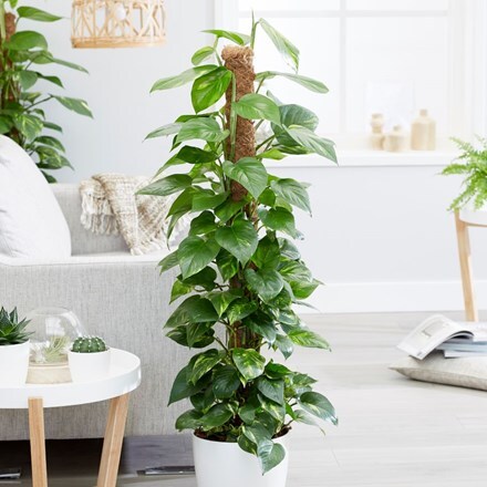 Buy Indoor Plants by Waitrose Garden