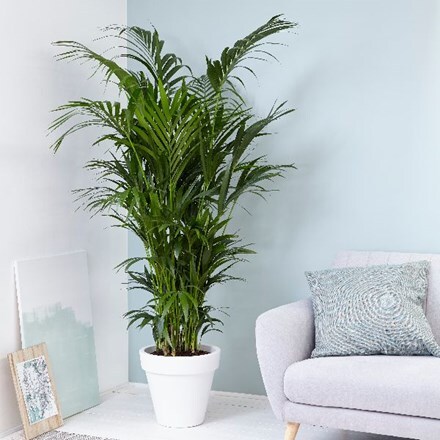 Howea forsteriana