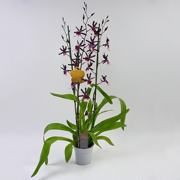 Buy orchid × Aliceara Samurai 'Renaissance Grandeur Fragrant': Delivery