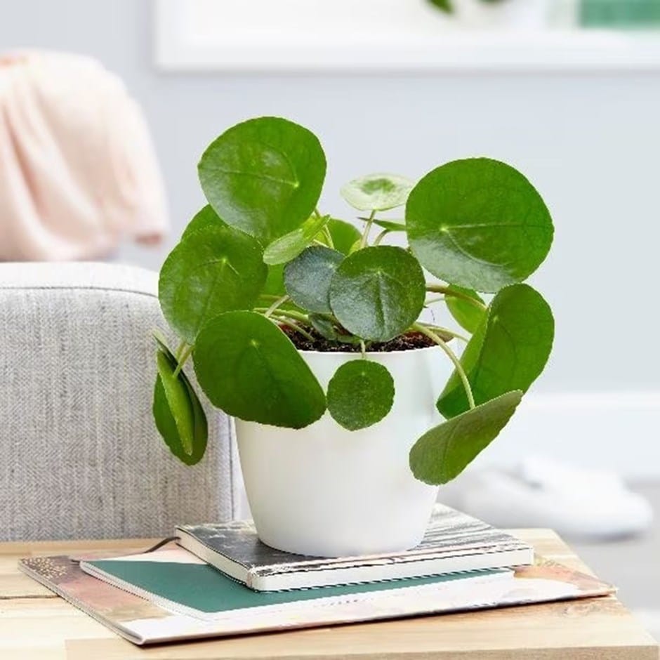 <i>Pilea peperomioides</i> 