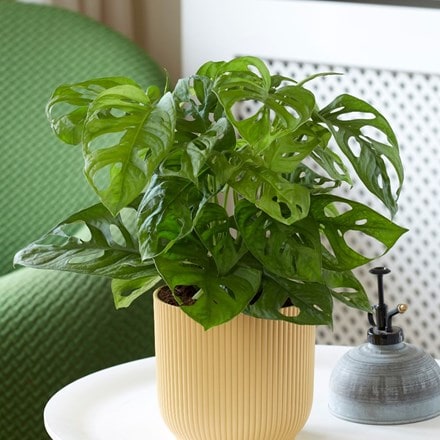 mini swiss cheese plant