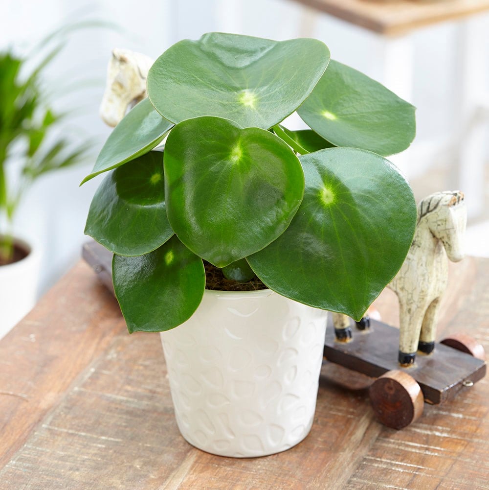 <i>Peperomia polybotrya</i> 'Raindrop'