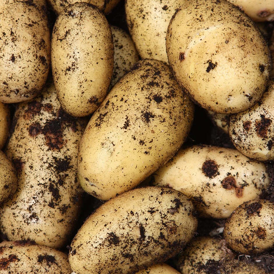 Buy seed potato for summer planting Scottish basic seed potato potato Charlotte £3.49