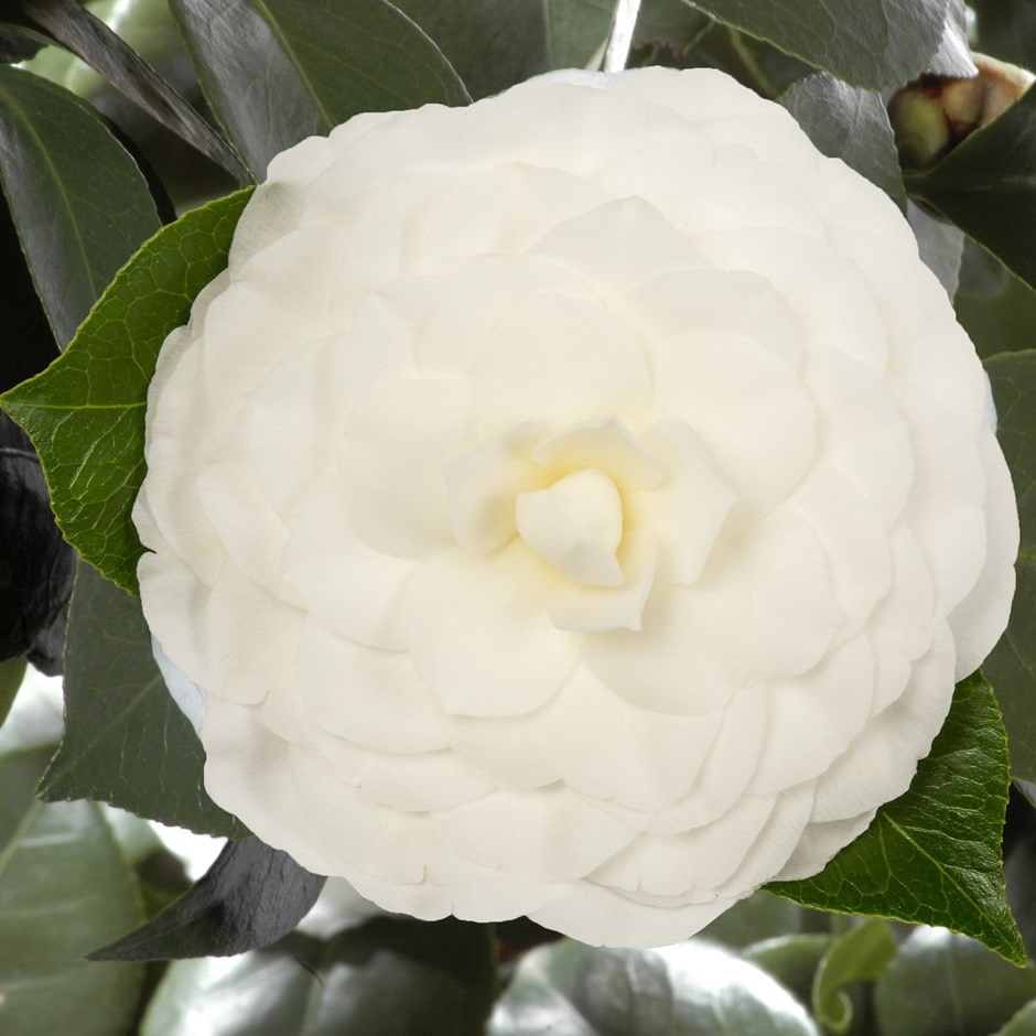 <i>Camellia japonica</i> 'Nuccio's Gem'