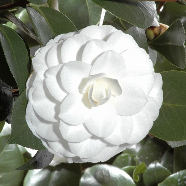 <i>Camellia japonica</i> 'Nuccio's Gem'