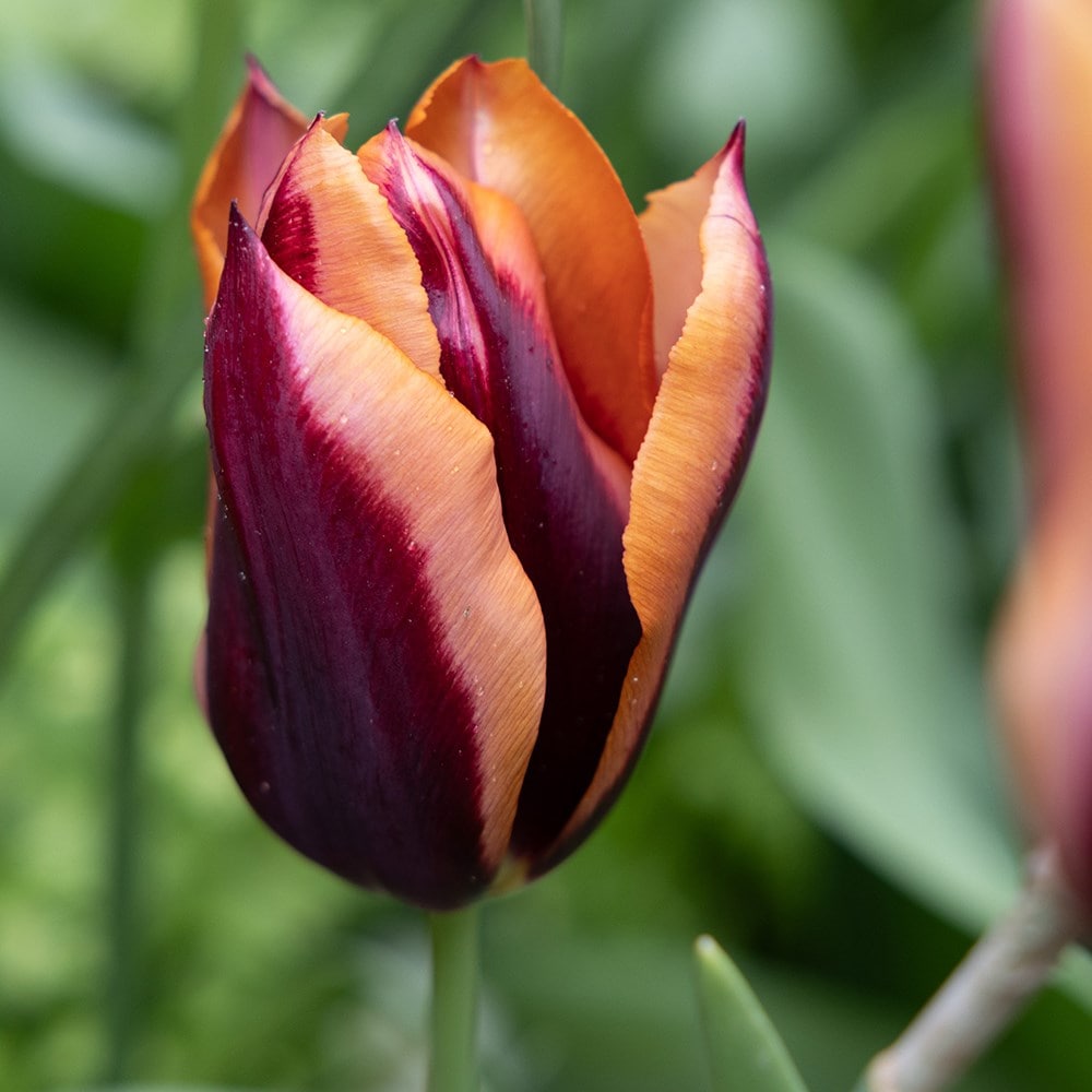 <i>Tulipa</i> 'Slawa' (PBR)
