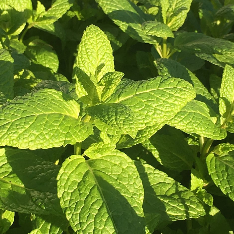 mint - spearmint / garden mint / common mint