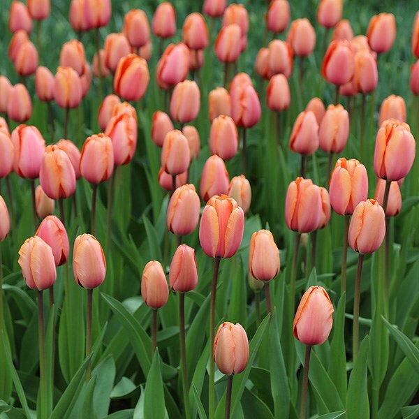 <i>Tulipa</i> 'Apricot Impression' (PBR)