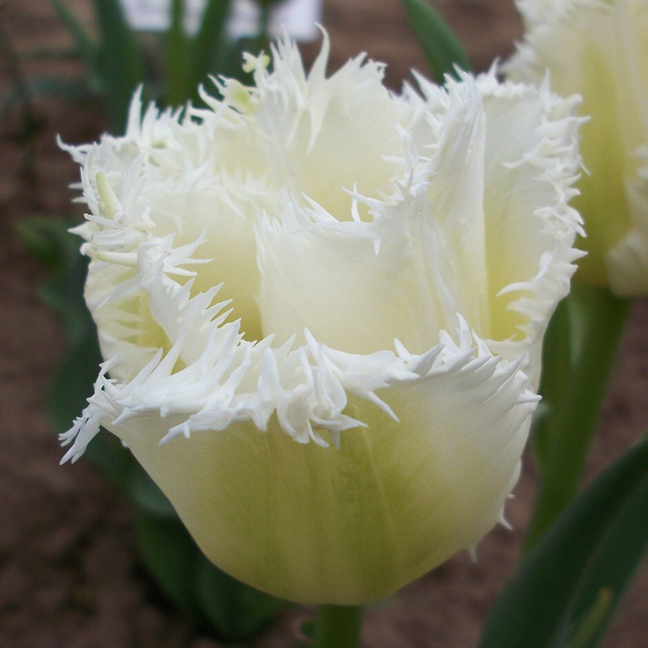 Bulbes de tulipes Honeymoon