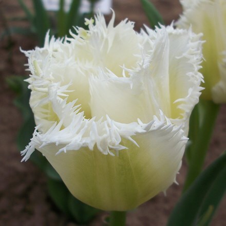 Tulipa Honeymoon