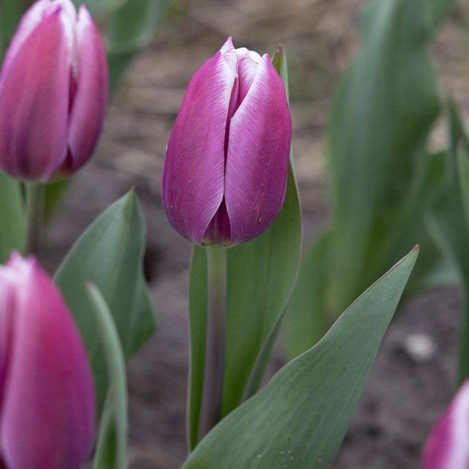 <i>Tulipa</i> 'Synaeda Blue'