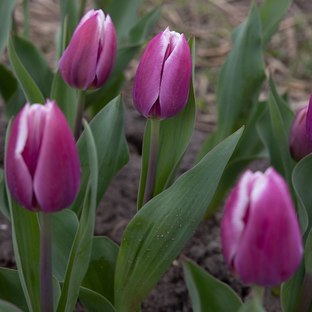 <i>Tulipa</i> 'Synaeda Blue'