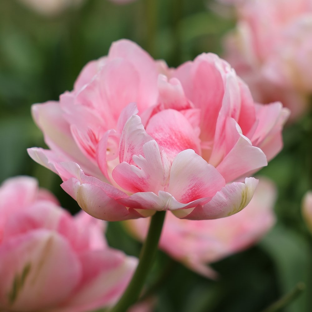 Product options image