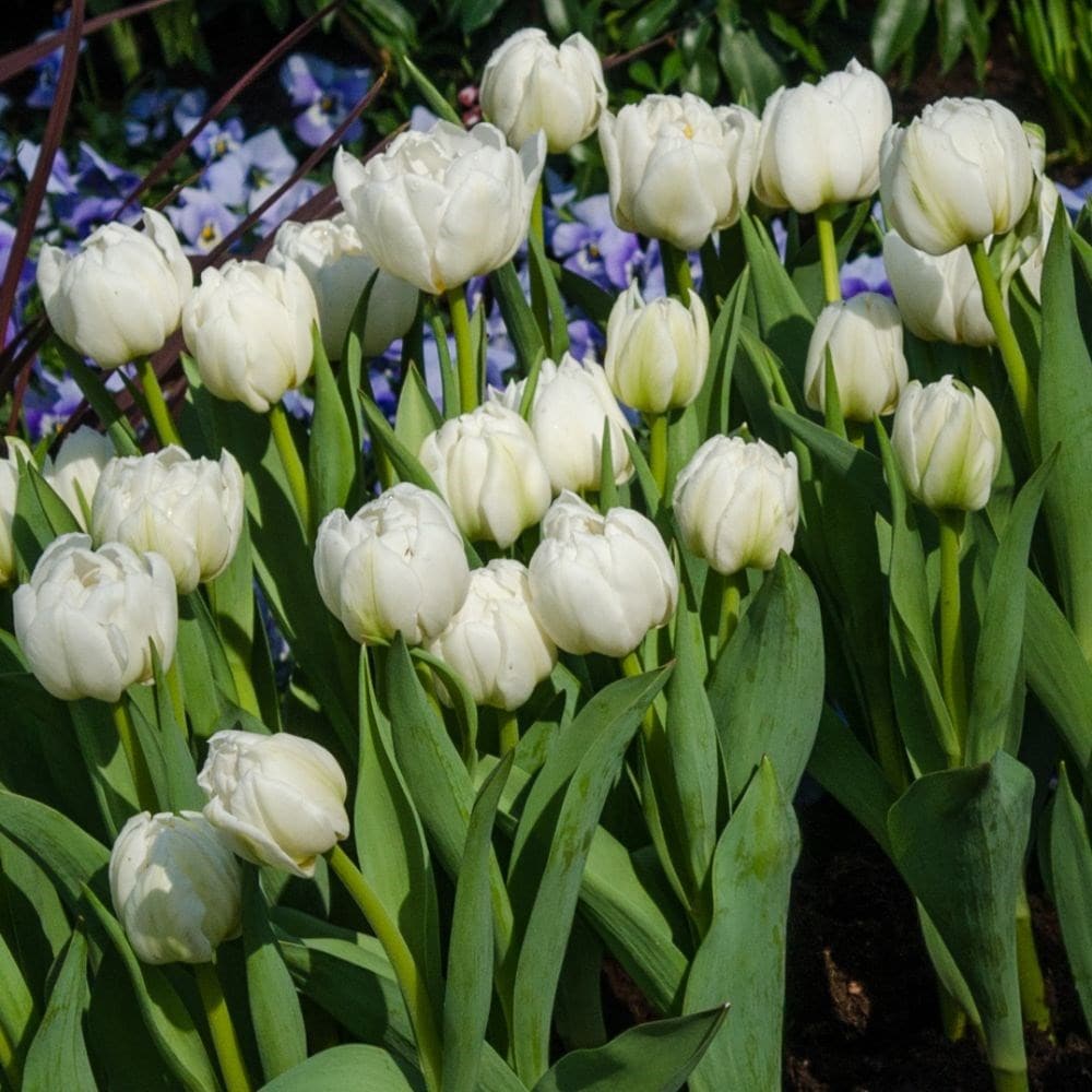 <i>Tulipa</i> 'Mondial' (PBR)