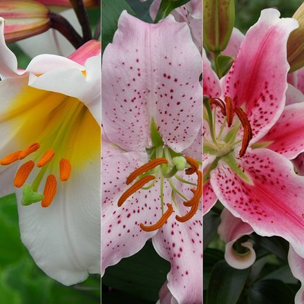 Picture of Pink and white lily collection