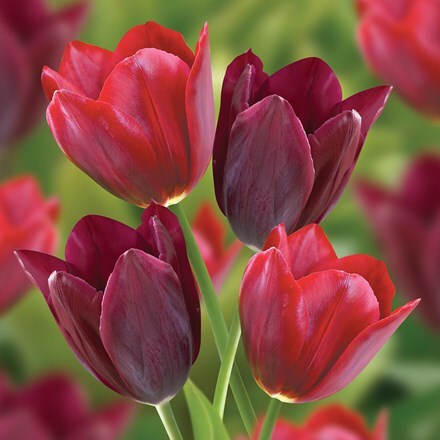 Picture of Lipstick tulips - tulip collection