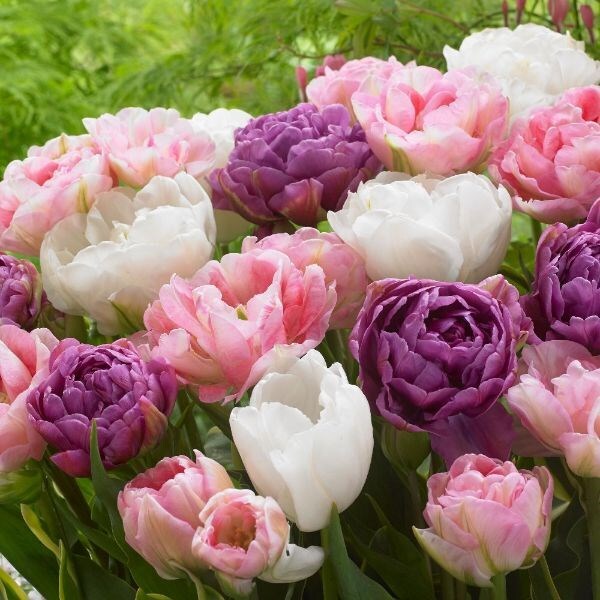 Double tulip collection