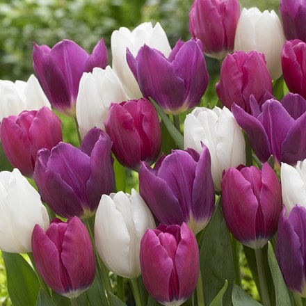 Berries and cream tulip collection