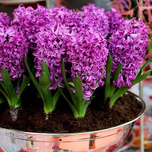 <I>Hyacinthus orientalis</i> 'Purple Sensation' (PBR)