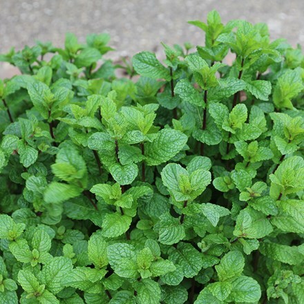 Picture of Mentha spicata Tashkent