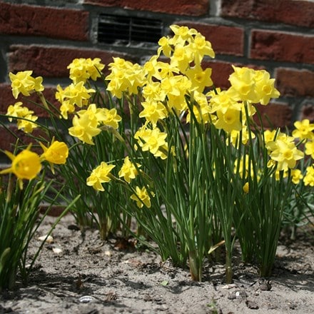 Narcissus Sabrosa