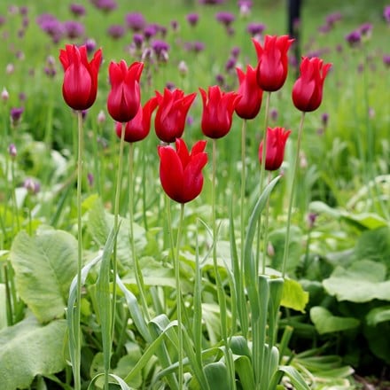 Picture of Tulipa Pieter de Leur
